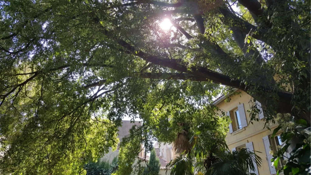 Hotel spa le calendal depuis le jardin avec le micocoulier centenaire